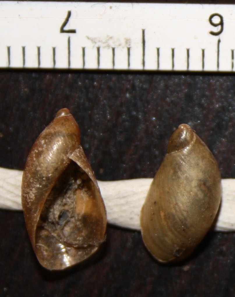 dulciacquicola da identificare
